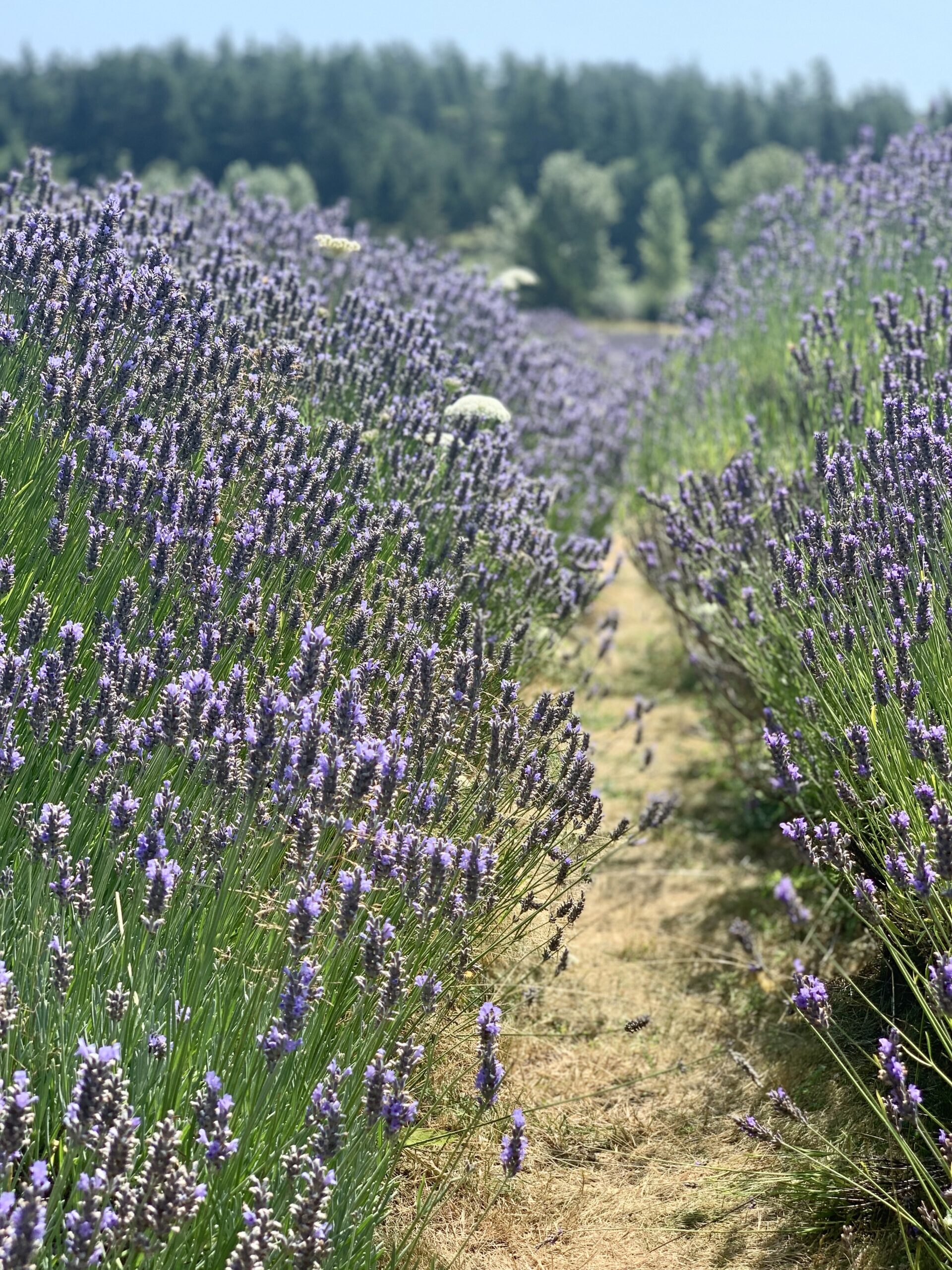 lavender fields