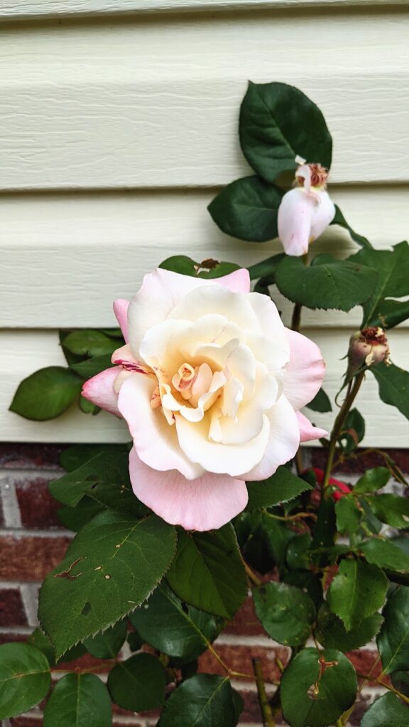 pink and white rose