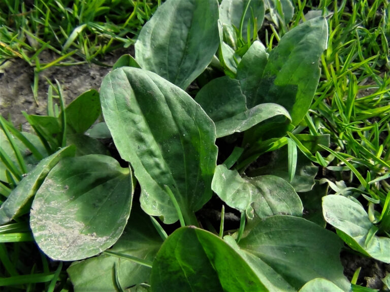 Plantain: The Medicinal Plant for Many Needs