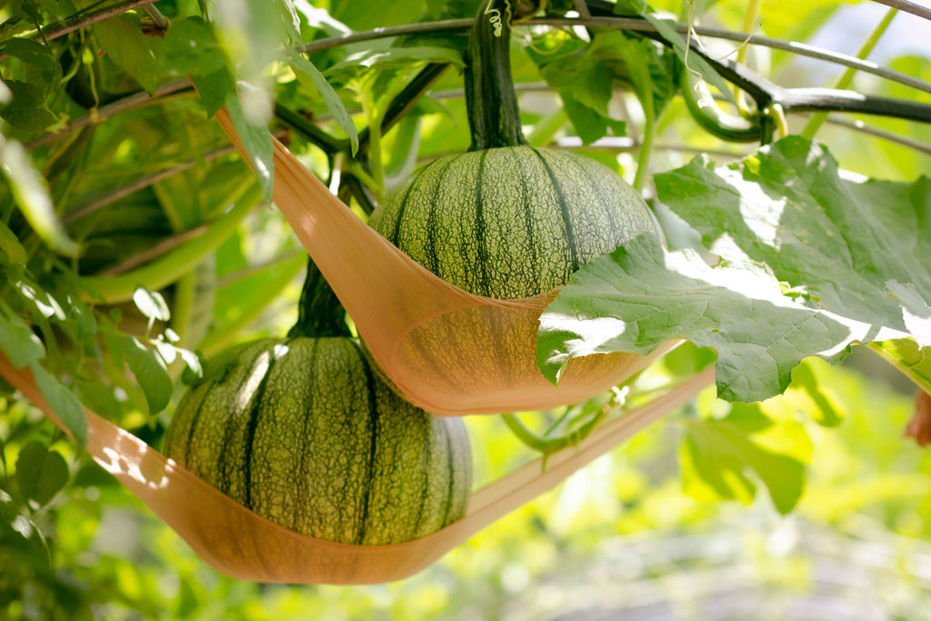 pumpkins hanging