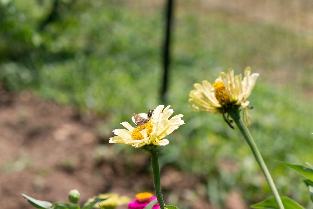 yellow flowers with butterfly