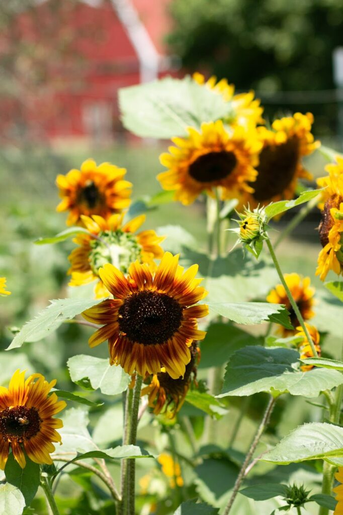 sunflowers