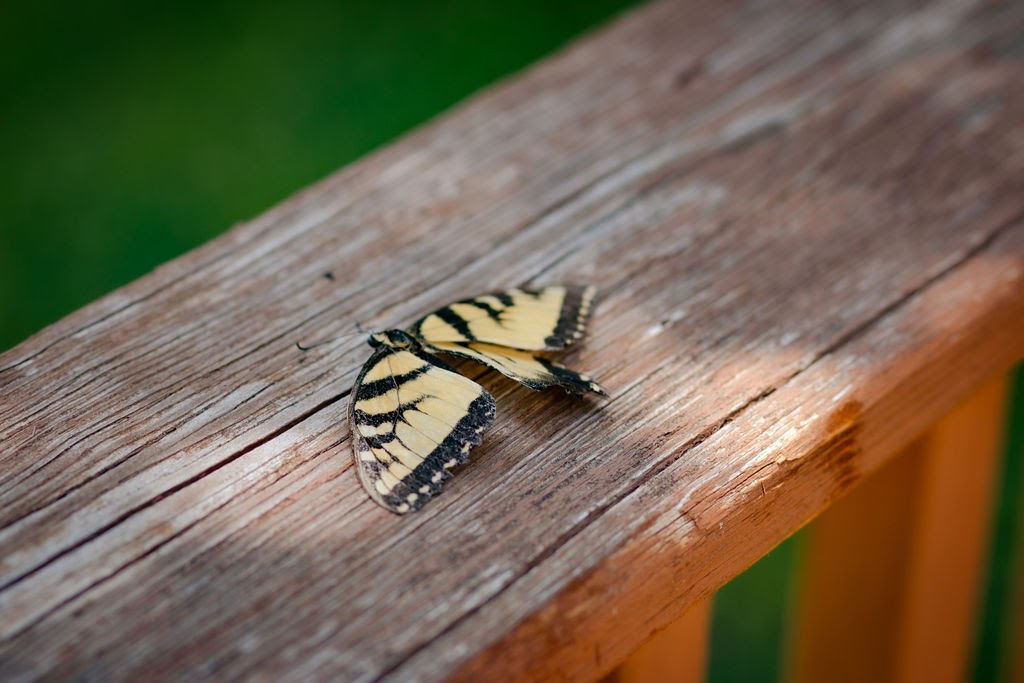 dead butterfly on ledge