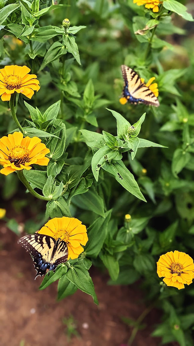 butterflies on zinnias