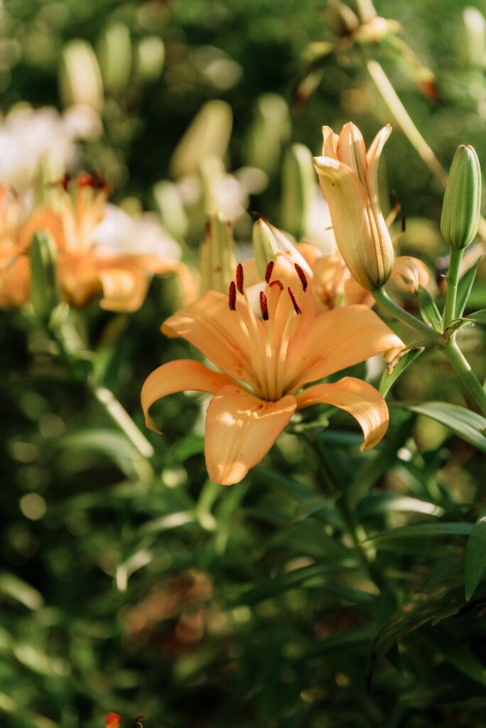 orange lily