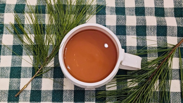 pine needle tea in a white mug with eastern white pine needles