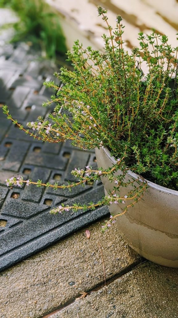 thyme blossoms in pot next to porch