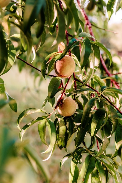 peaches on a tree