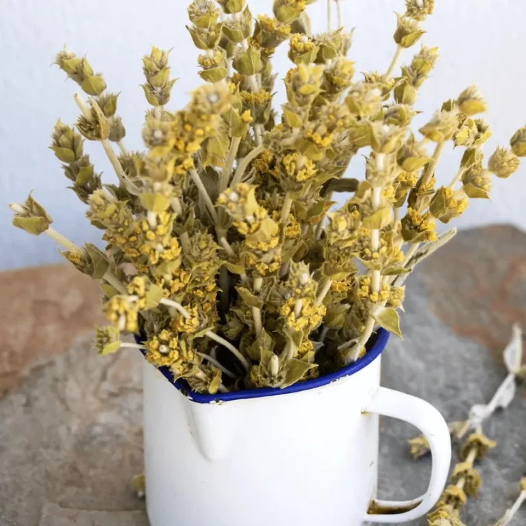 Greek Mountain Tea: An Ancient Herb for Modern Living
