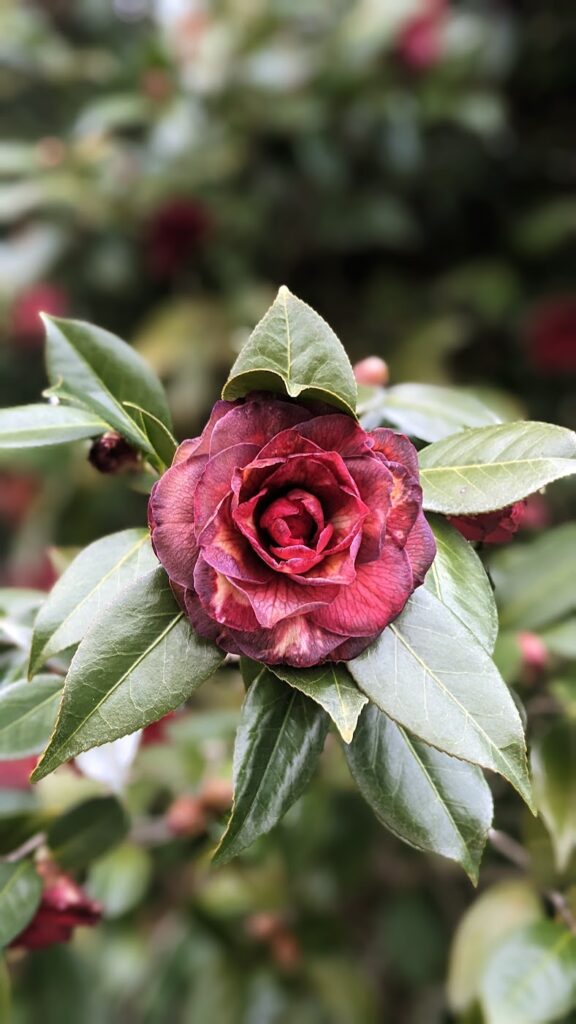 red camellia in the winter